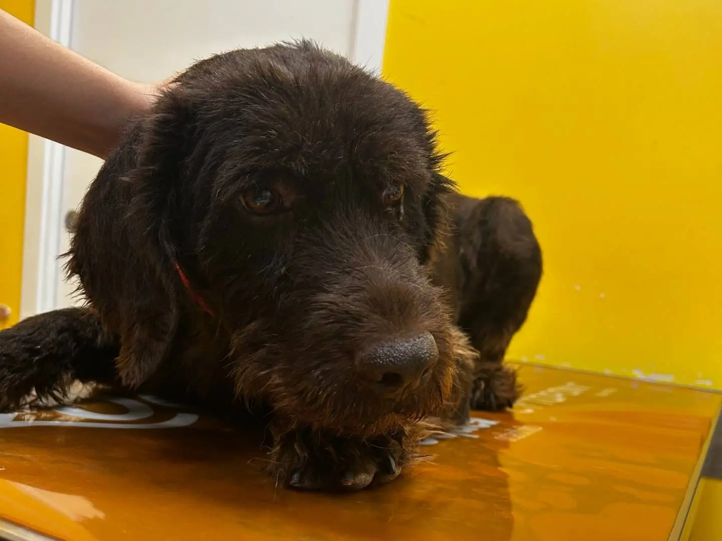 Adotta un cane, taglia media, maschio, Roma