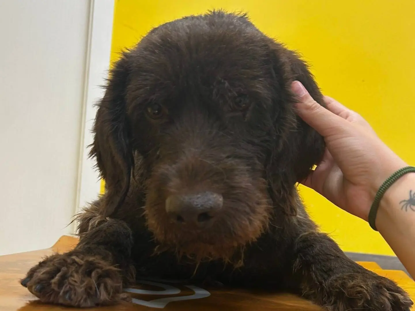 Adozione cane, maschio, Razza sconosciuta Razza sconosciuta, 5 anni e 3 mesi, taglia media, Roma