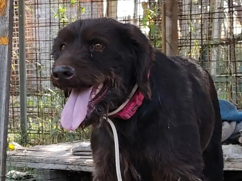 Vuoi adottare un cane a Roma?