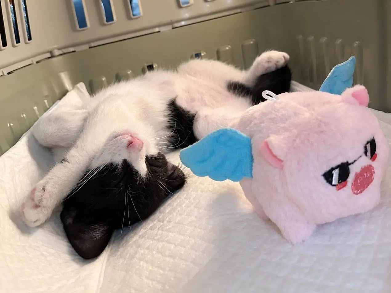 Adotta un gatto, femmina, 2 mesi, Macerata