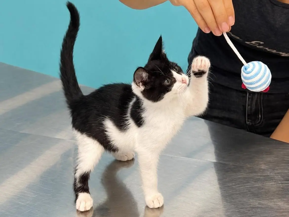 Adotta un gatto, taglia non valida, femmina, Macerata