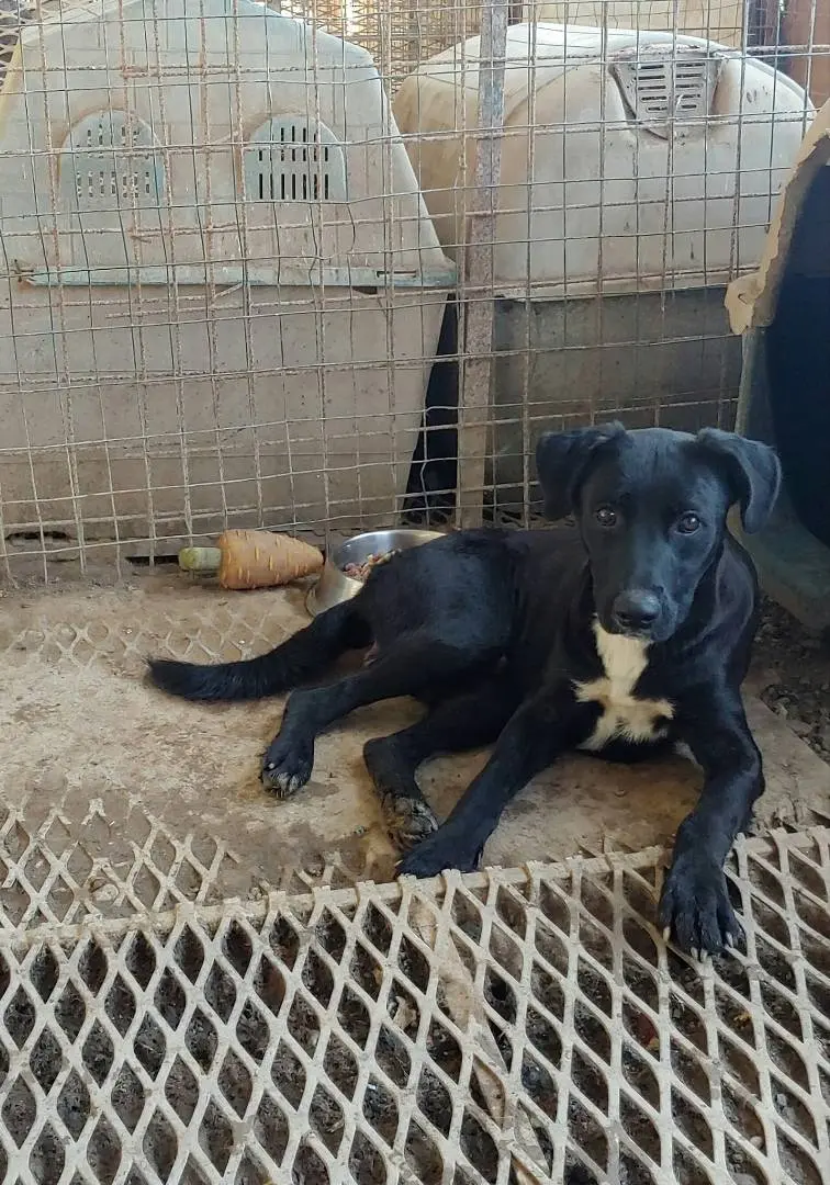 Adotta un cane, taglia media, maschio, Messina