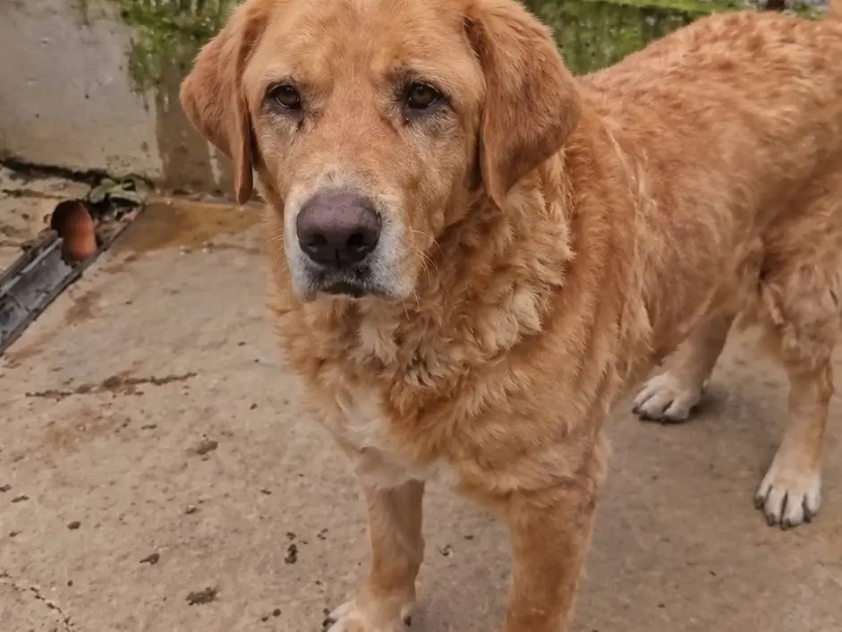Vuoi adottare un cane a Avellino?