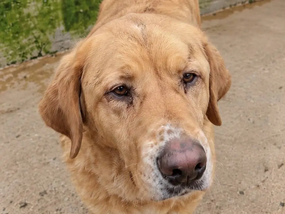 Adotta un cane, taglia gigante, maschio, Avellino