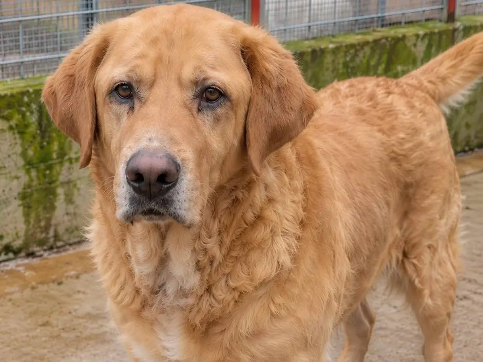 Adozione cane, maschio, Razza sconosciuta Razza sconosciuta, 3 anni, taglia gigante, Avellino