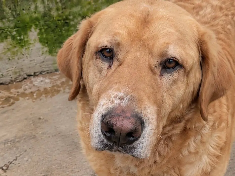 Adotta un cane, maschio, 3 anni, Avellino