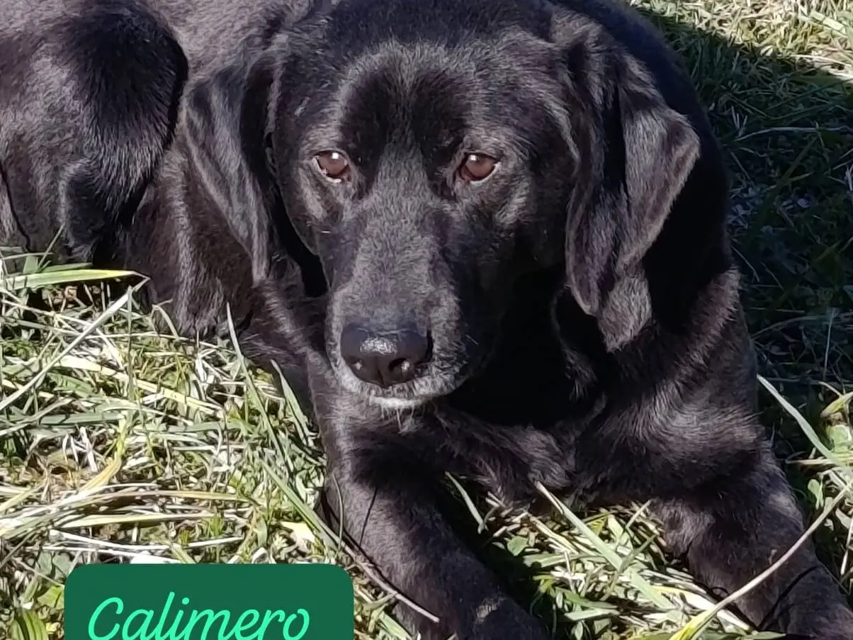 Adotta un cane, taglia media, maschio, Avellino