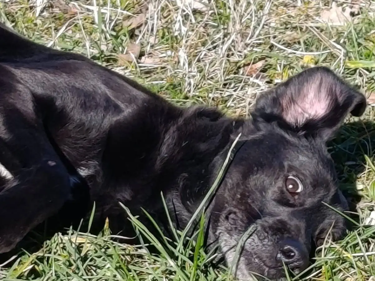 Adotta il cane Calimero a Avellino