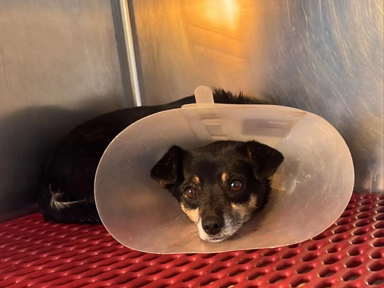 Adotta un cane, femmina, 4 anni e 9 mesi, Catanzaro