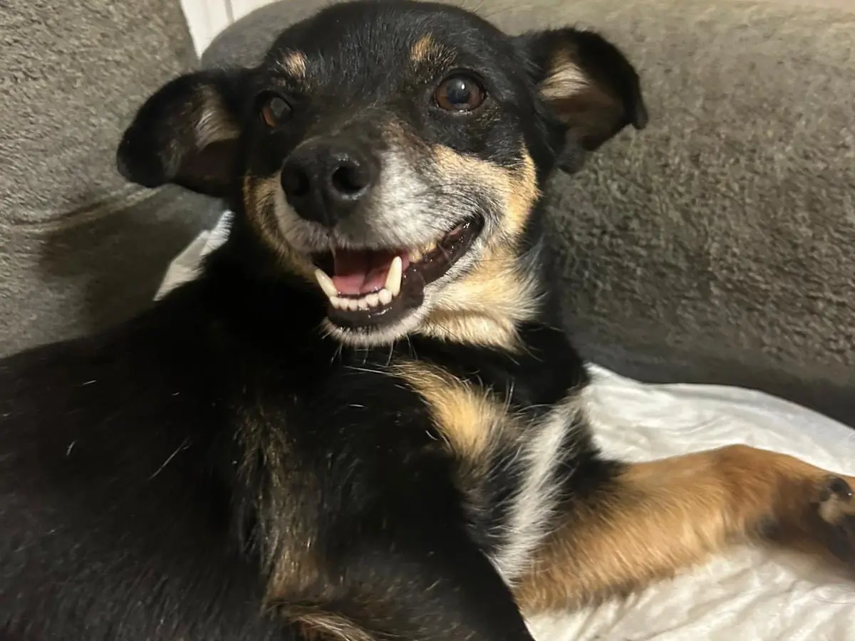 Adozione cane, femmina, Razza sconosciuta Razza sconosciuta, 4 anni e 9 mesi, taglia piccola, Catanzaro