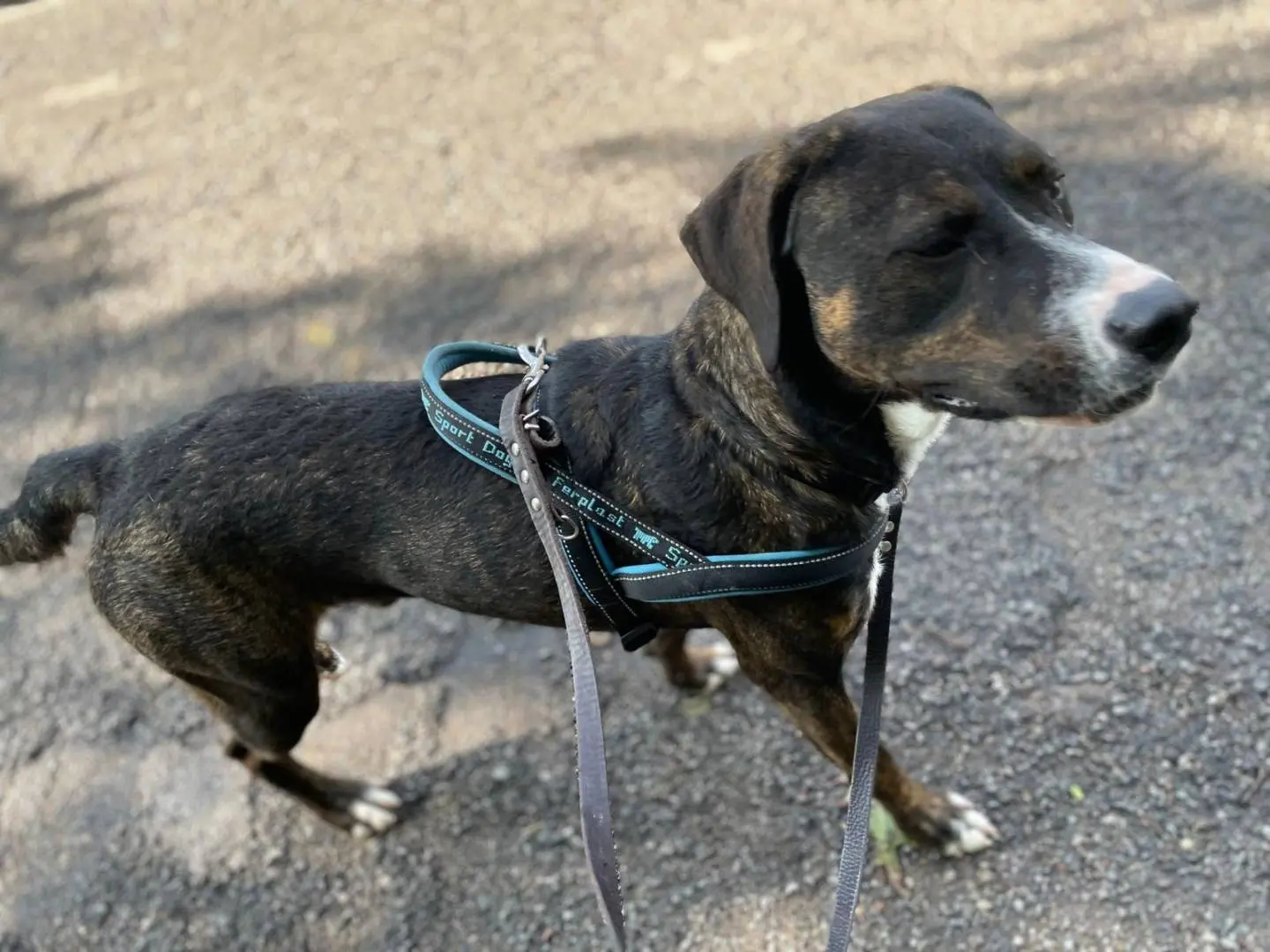Adozione cane, maschio, Razza sconosciuta Razza sconosciuta, 2 anni e 8 mesi, taglia grande, Novara