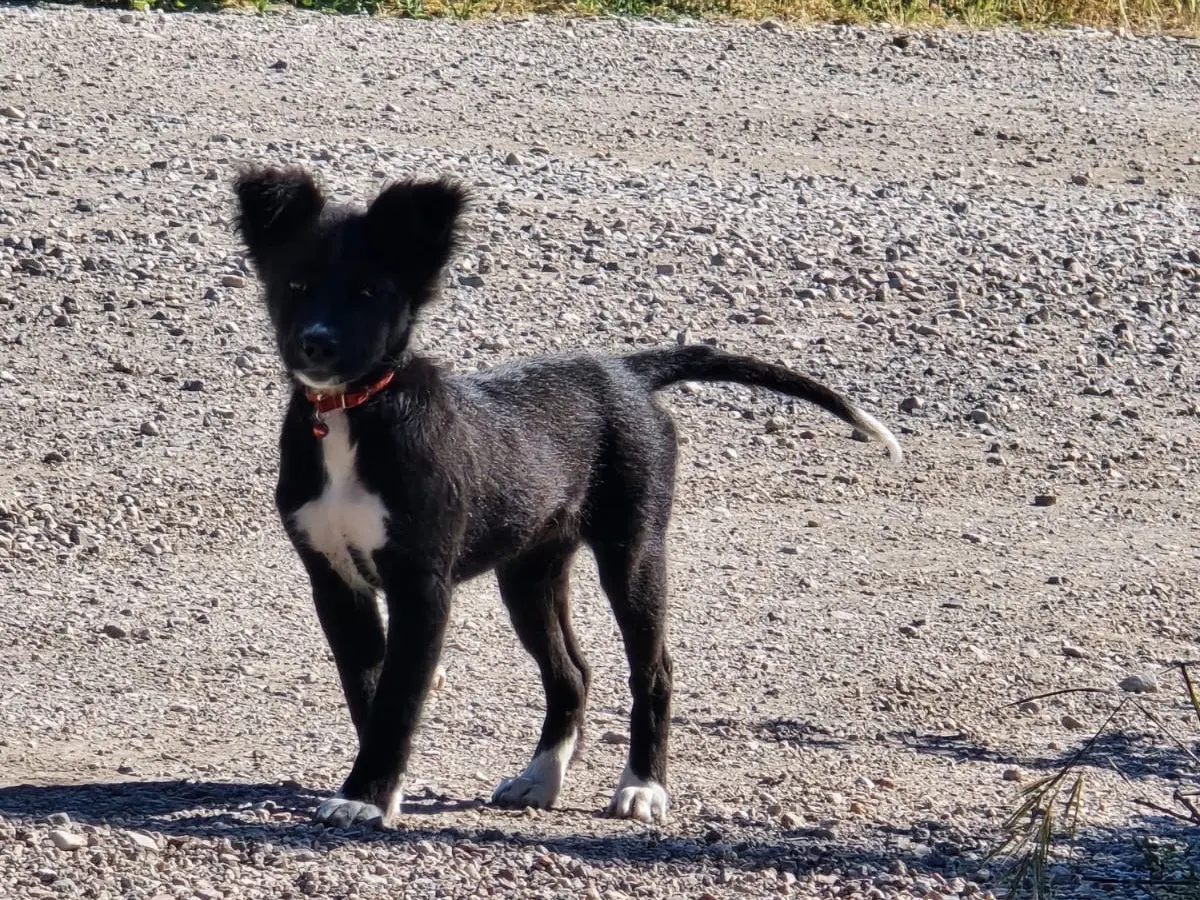 Adozione cane, femmina, Razza sconosciuta Razza sconosciuta, 9 mesi, taglia media contenuta, Caserta