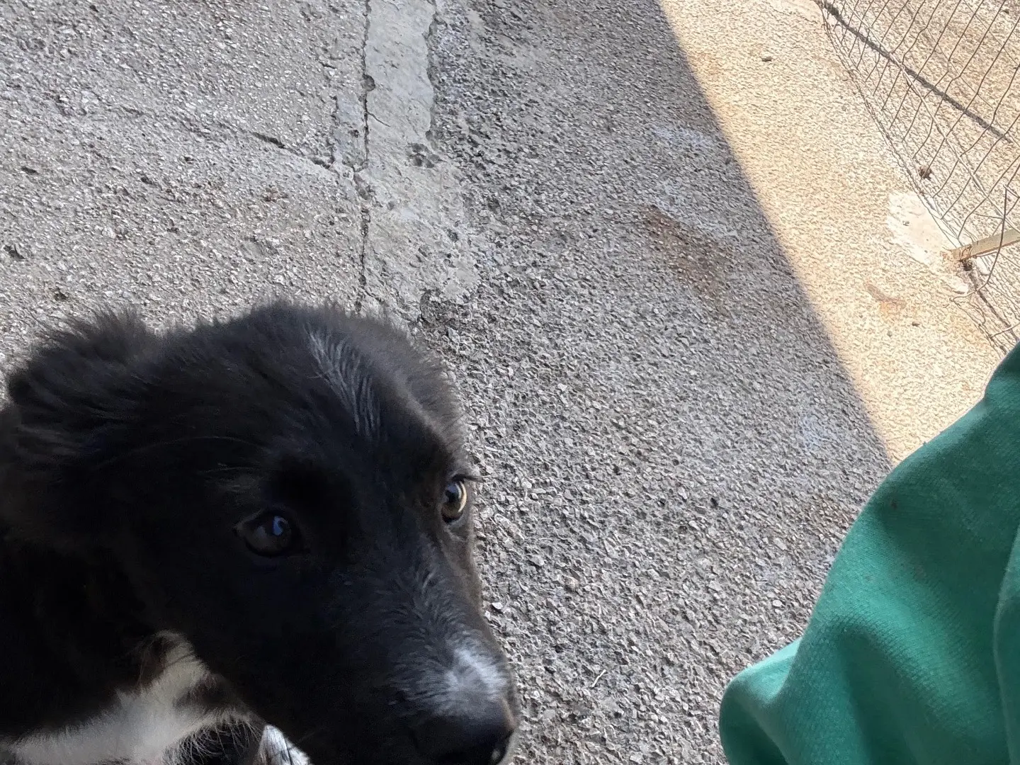 Adotta un cane, femmina, 9 mesi, Caserta