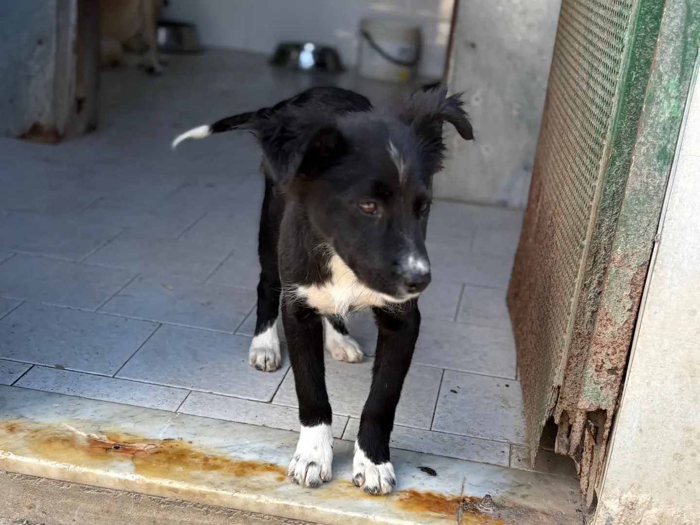 Adotta un cane, taglia media contenuta, femmina, Caserta