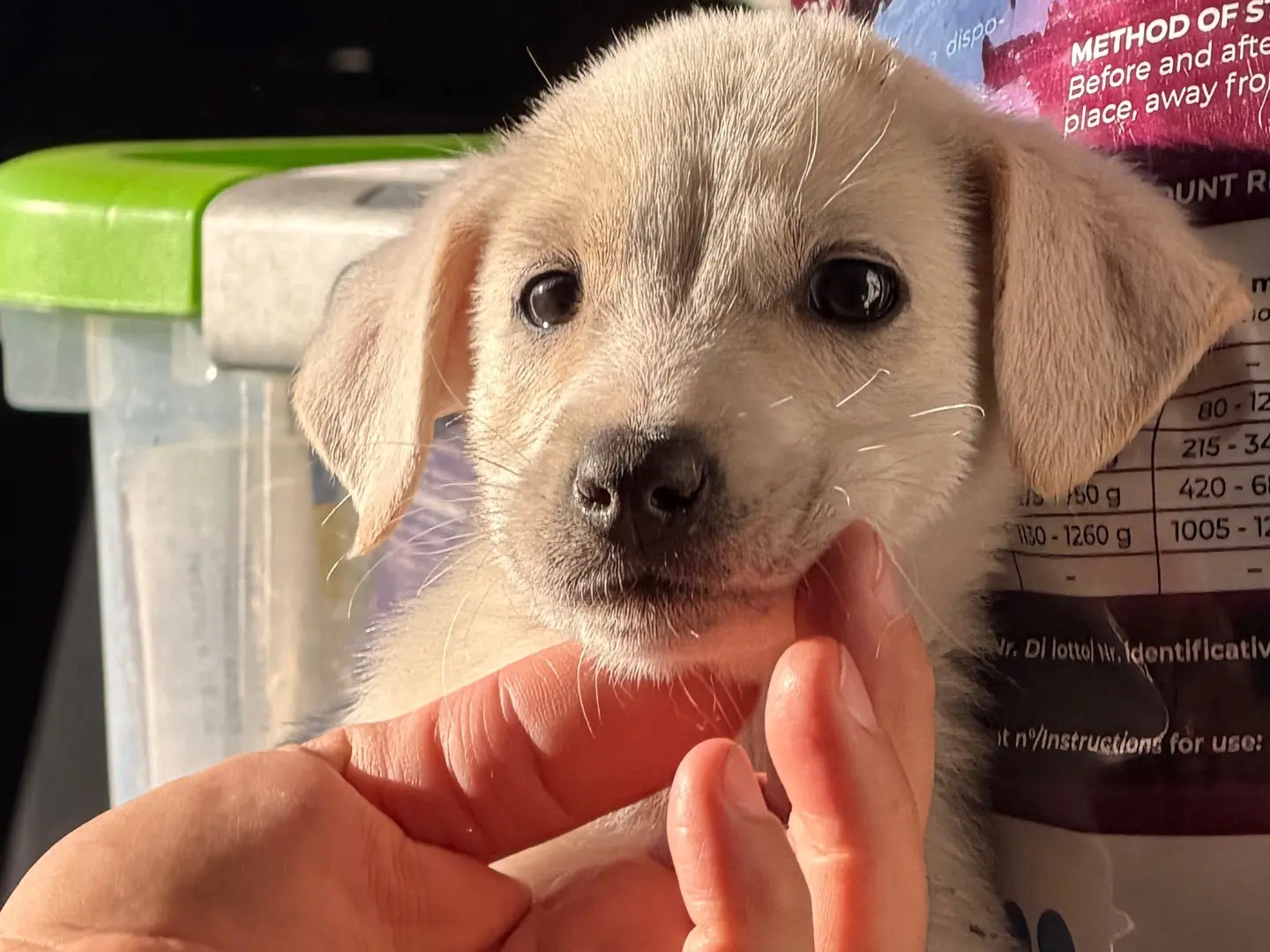Vuoi adottare un cane a Catanzaro?