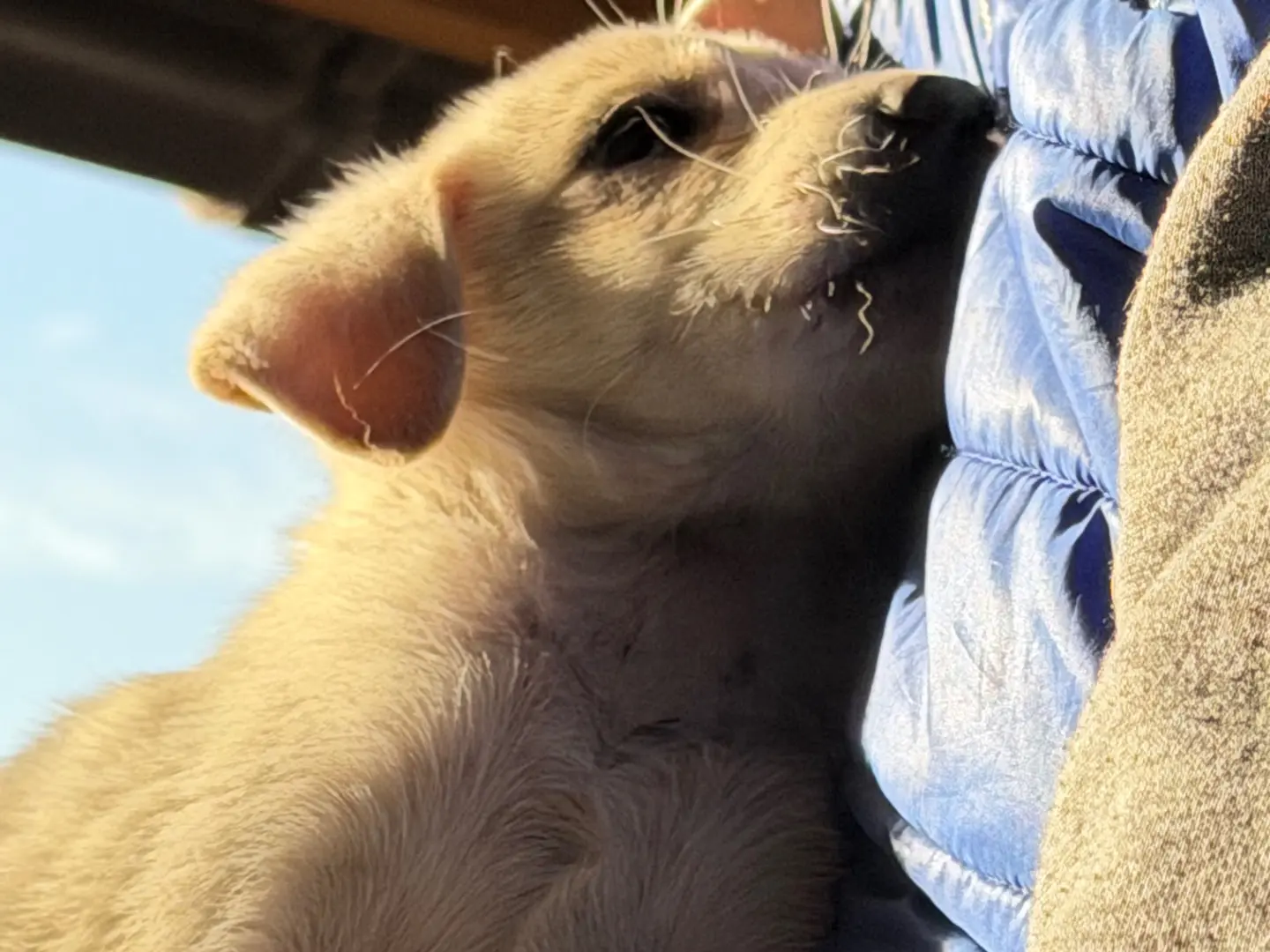 Adotta il cane Woody a Catanzaro
