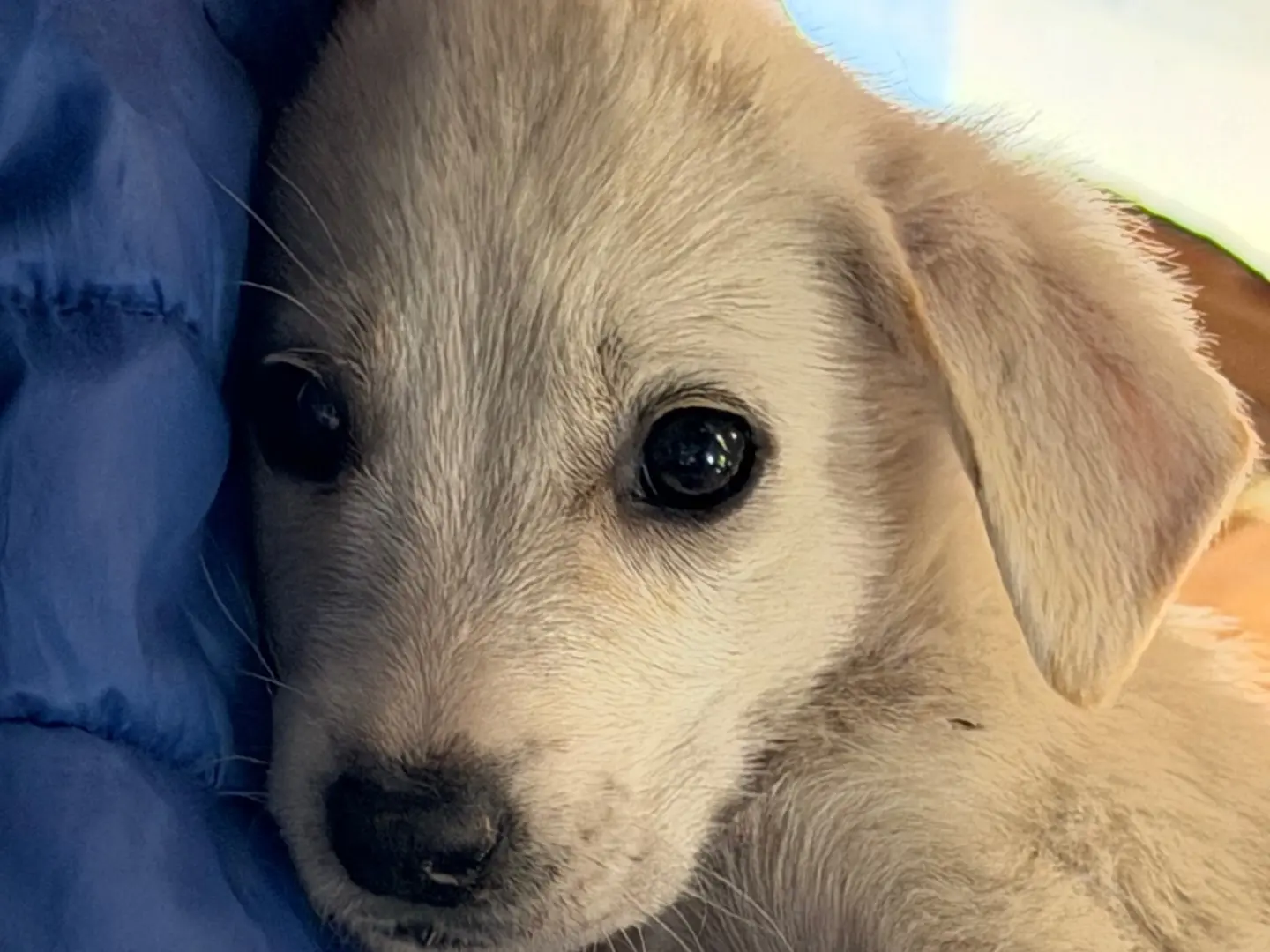 Adotta un cane, maschio, 1 mese, Catanzaro