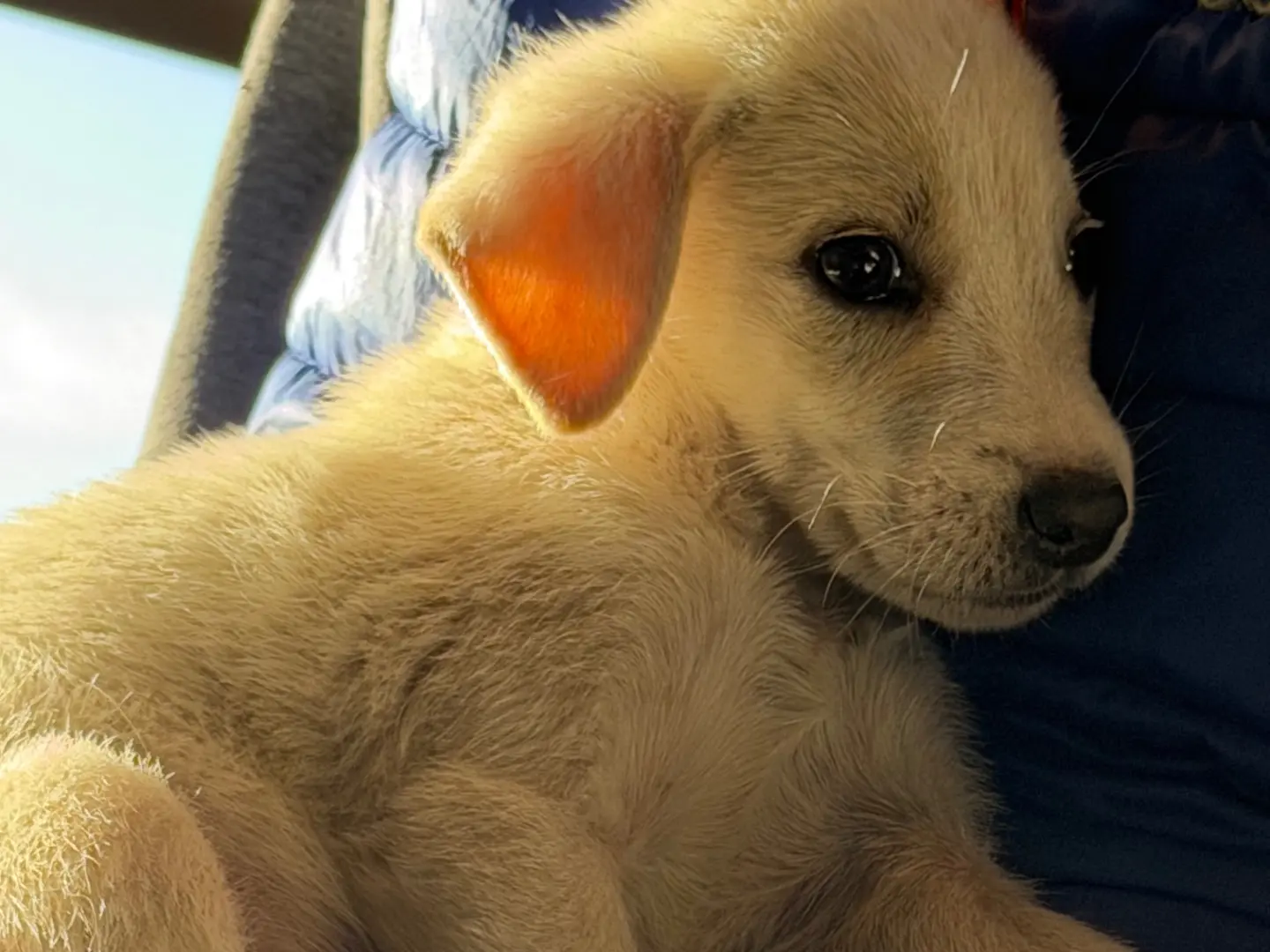 Adotta un cane, taglia media contenuta, maschio, Catanzaro