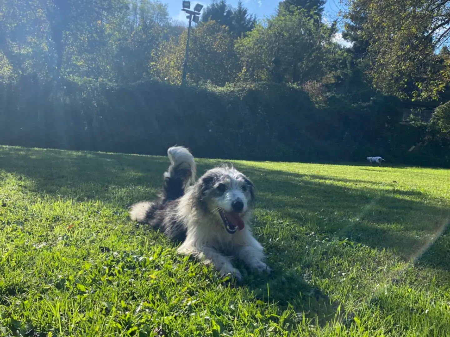 Adotta un cane, femmina, 6 anni e 4 mesi, Avellino