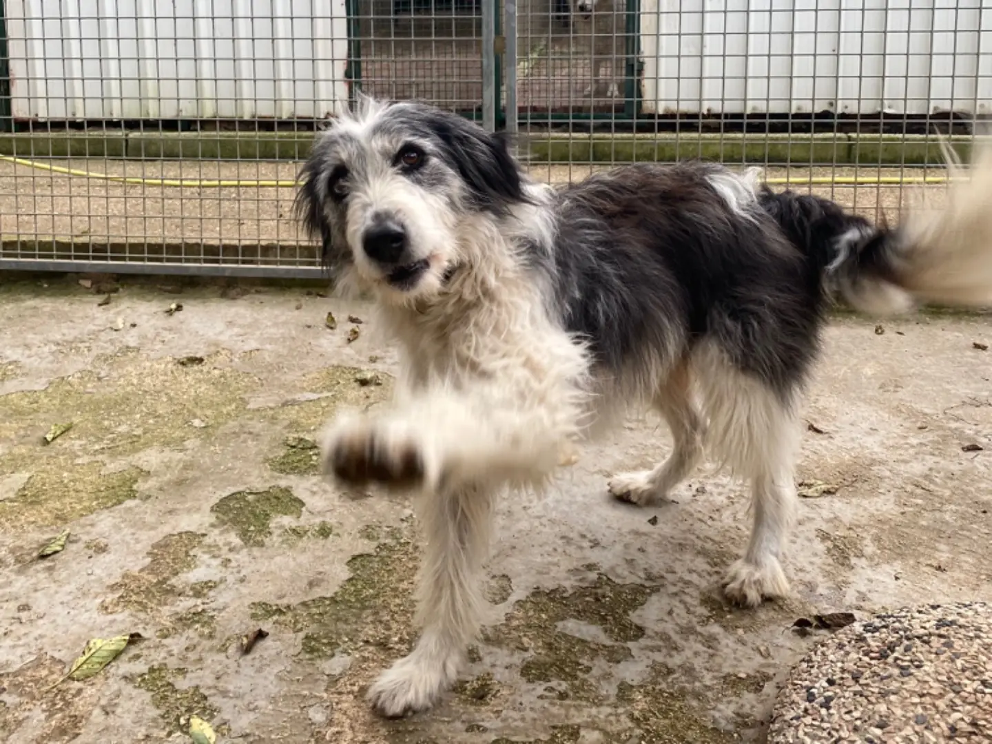 Adozione cane, femmina, meticcio, 6 anni e 4 mesi, taglia media, Avellino