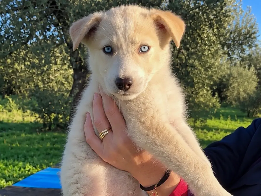 Adozione cane, femmina, Siberian Husky Razza sconosciuta, 2 mesi, taglia media, Roma