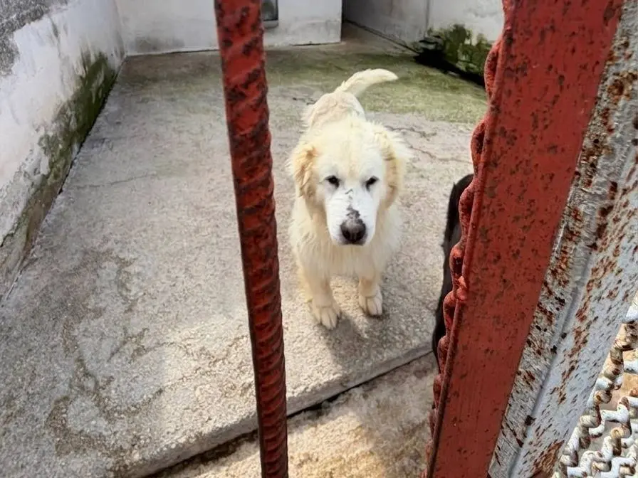 Foto 3 dell'animale