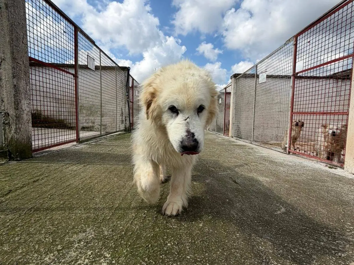 Adotta un cane, taglia gigante, maschio, Bari