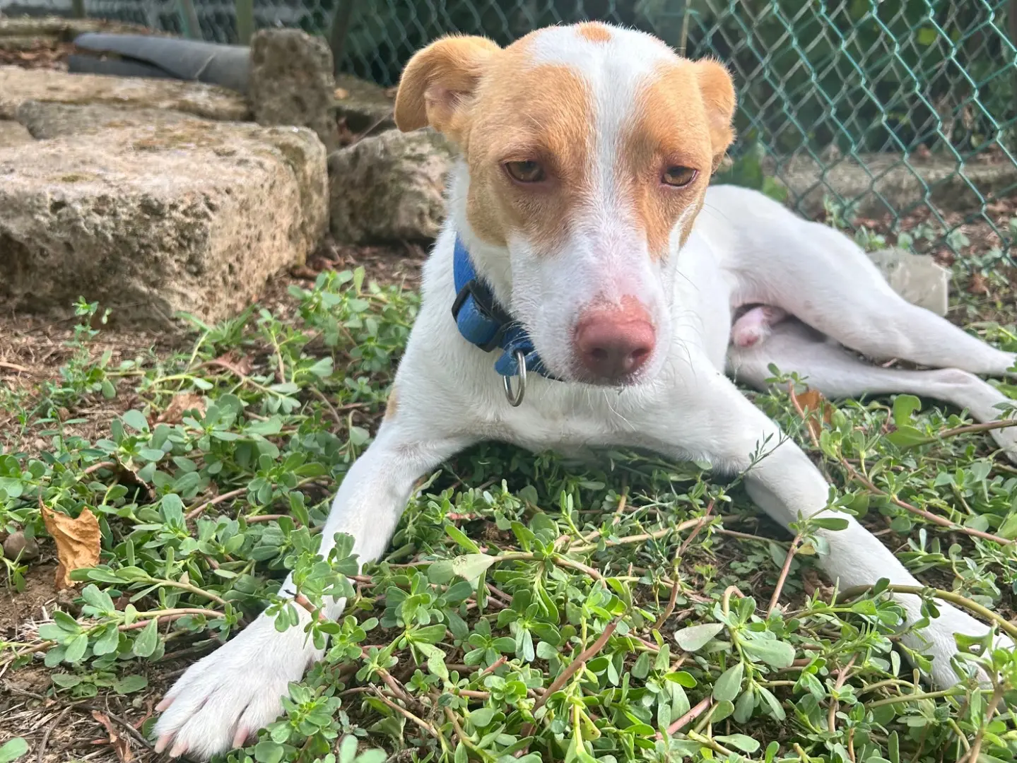 Adozione cane, maschio, Jack Russell Terrier Razza sconosciuta, 1 anno e 10 mesi, taglia media contenuta, Viterbo