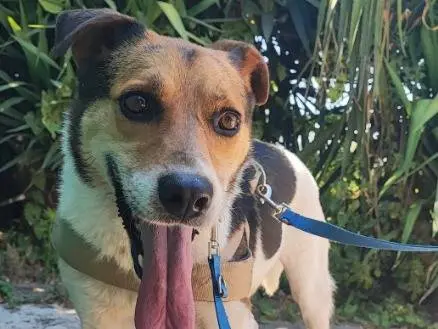 Adotta un cane, taglia piccola, femmina, Napoli