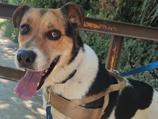 Adotta un cane, femmina, 8 anni e 10 mesi, Napoli