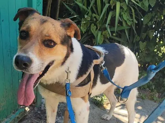 Adozione cane, femmina, Razza sconosciuta Razza sconosciuta, 8 anni e 10 mesi, taglia piccola, Napoli