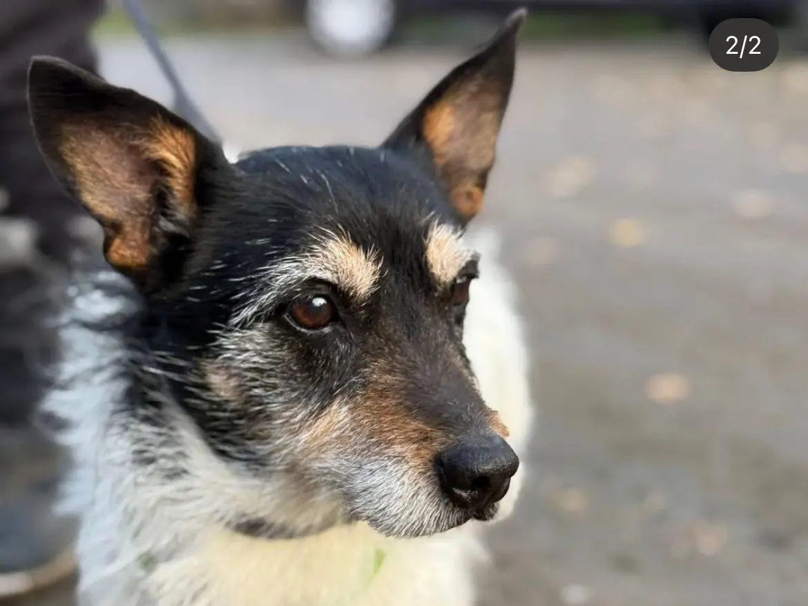 Adozione cane, maschio, Jack Russell Terrier Razza sconosciuta, 12 anni e 5 mesi, taglia piccola, Milano