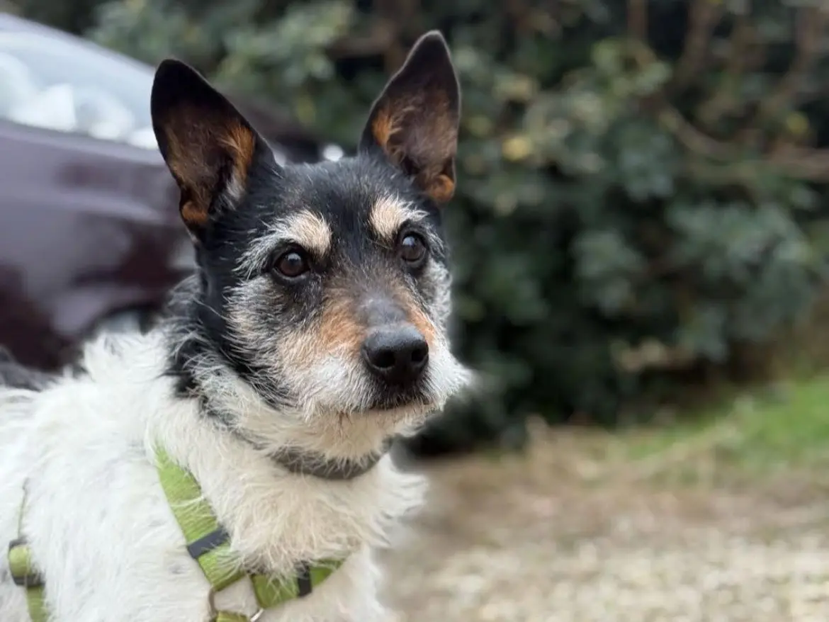 Adotta un cane, maschio, 12 anni e 5 mesi, Milano
