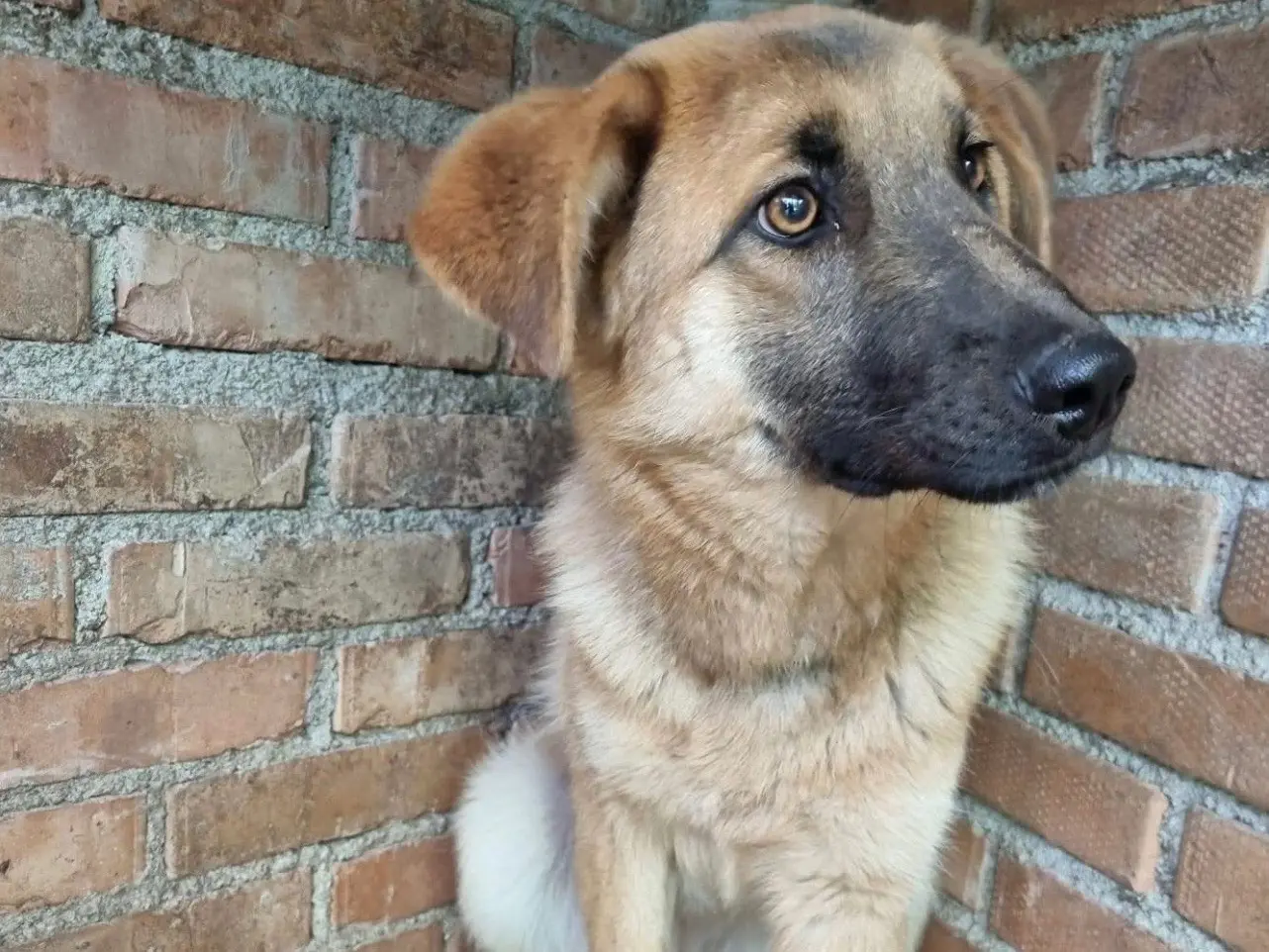 Adotta un cane, femmina, 2 anni e 6 mesi, Messina