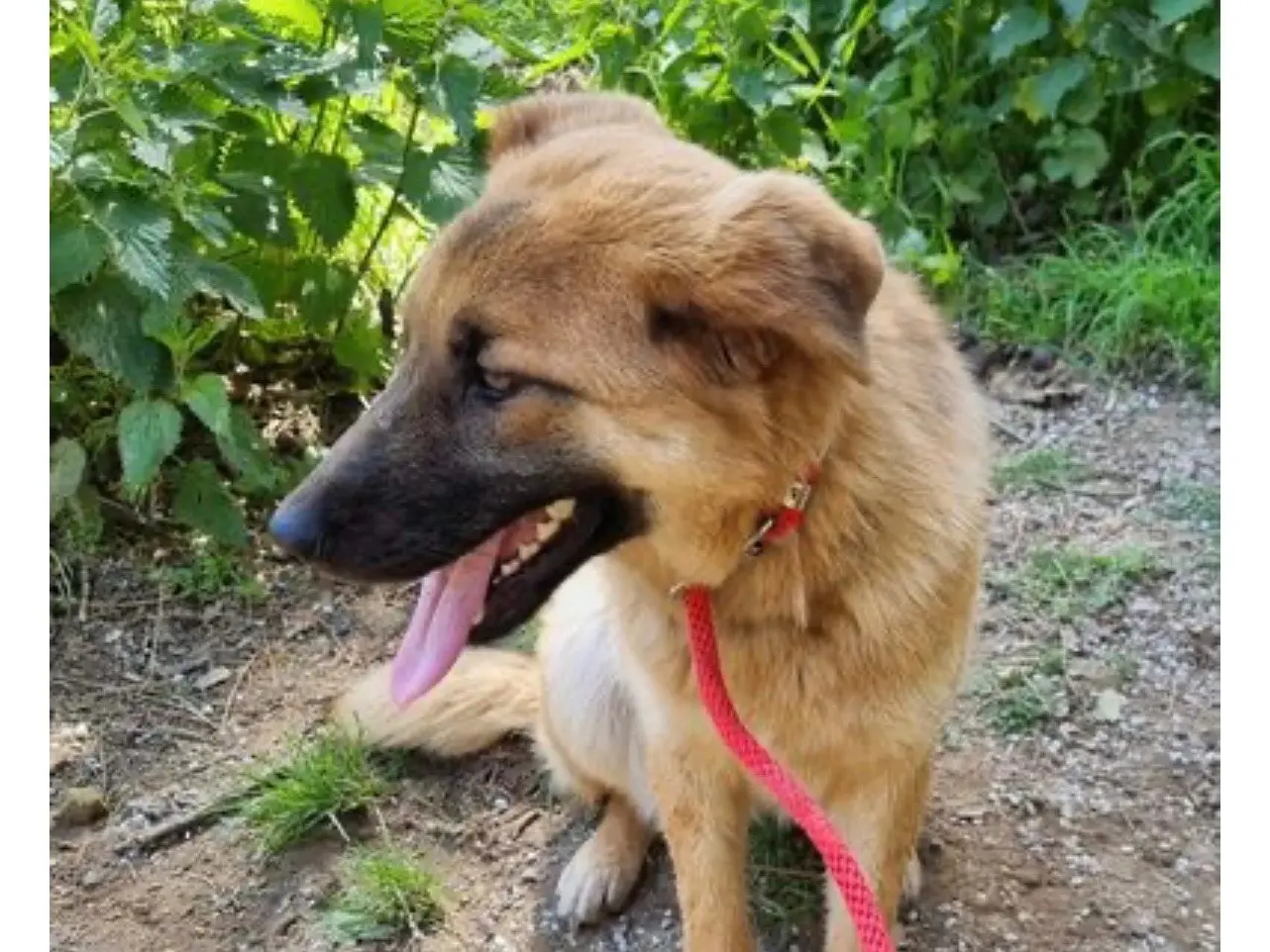 Adozione cane, femmina, Razza sconosciuta Razza sconosciuta, 2 anni e 6 mesi, taglia media, Messina