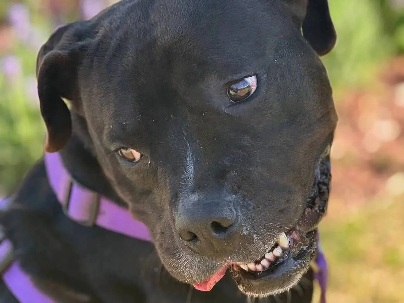 Adozione cane, femmina, Pitbull Razza sconosciuta, 4 anni e 3 mesi, taglia media, Roma