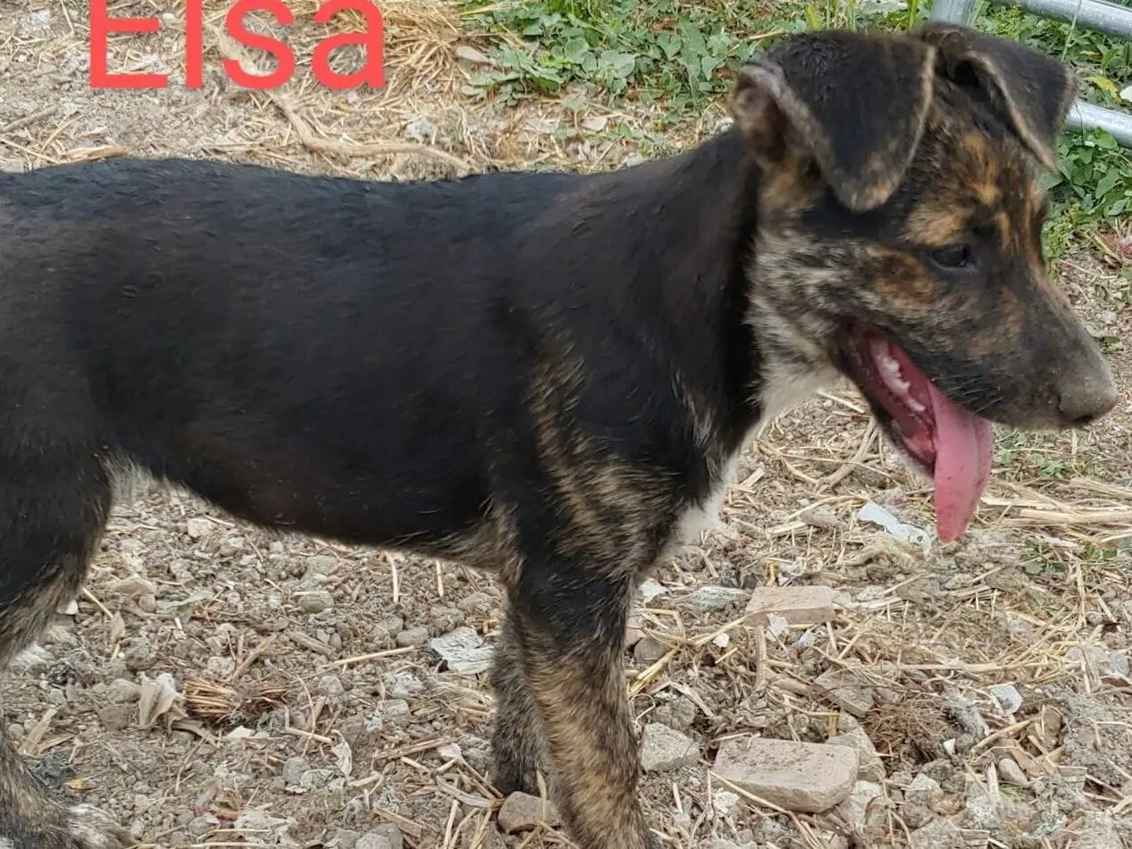 Adotta un cane, femmina, 1 anno e 6 mesi, Messina