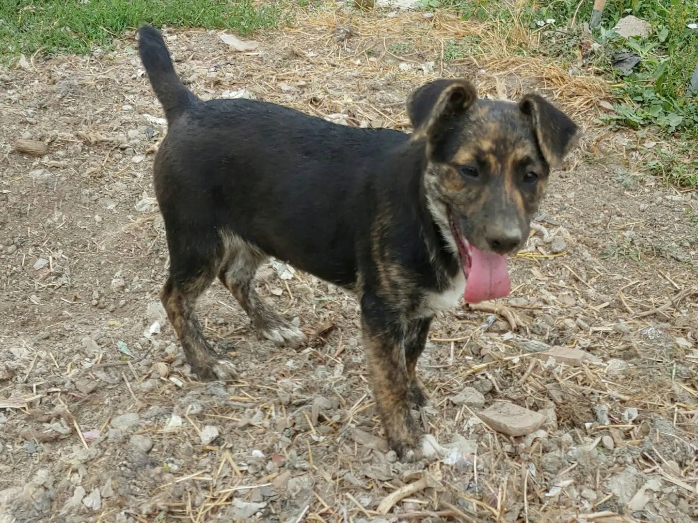 Adozione cane, femmina, Razza sconosciuta Razza sconosciuta, 1 anno e 6 mesi, taglia media contenuta, Messina