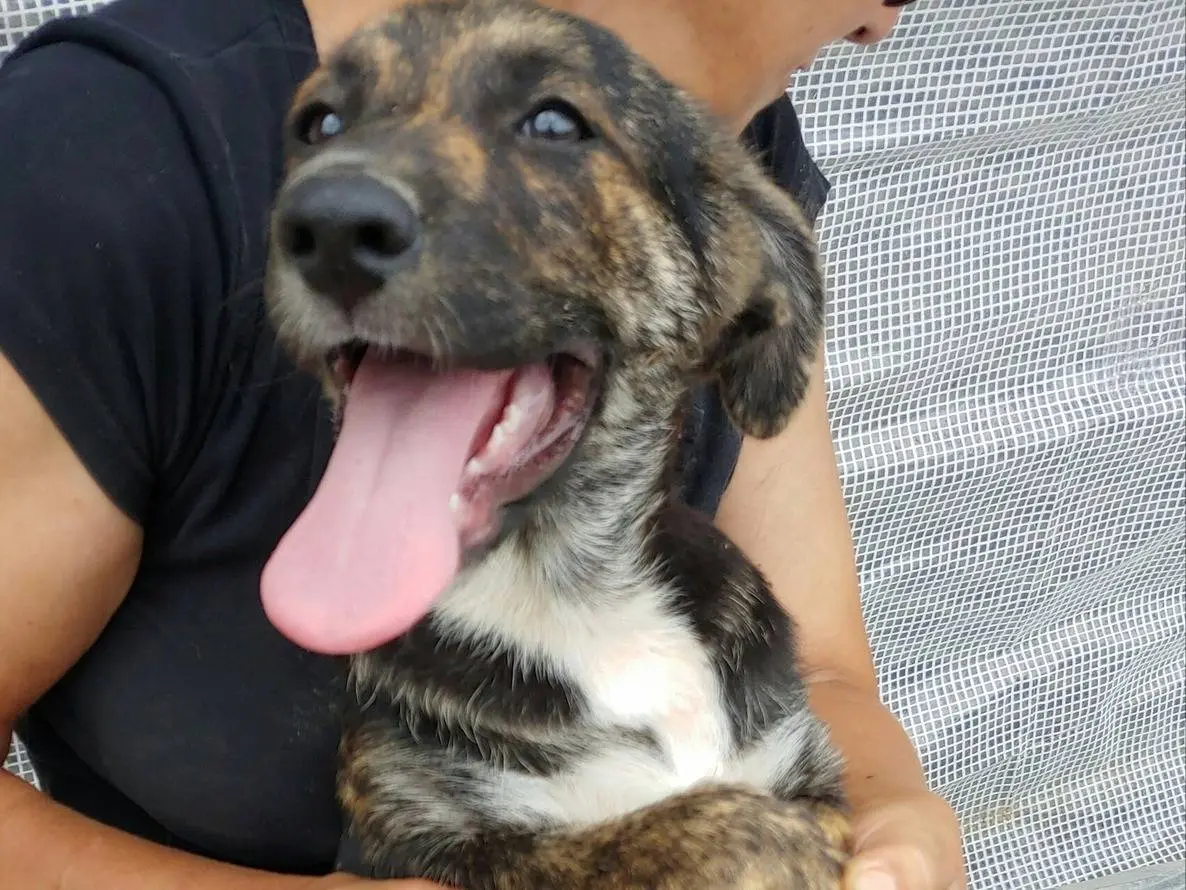 Adotta un cane, taglia media contenuta, femmina, Messina