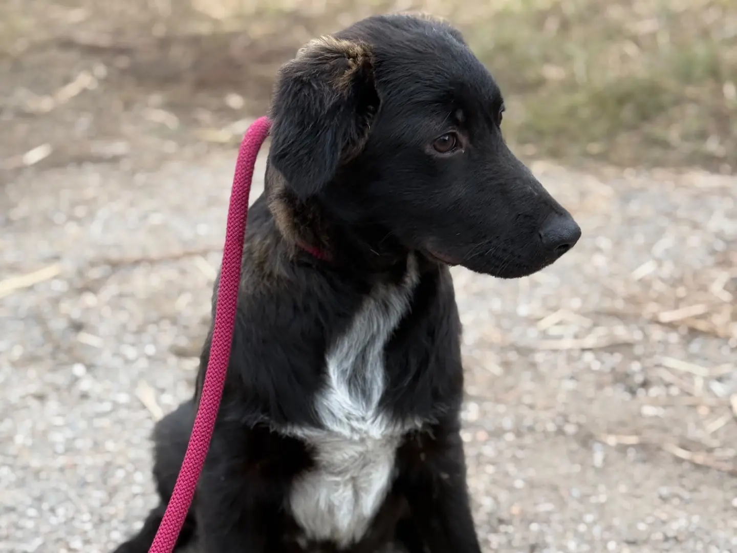 Adotta un cane, maschio, 5 mesi, Milano