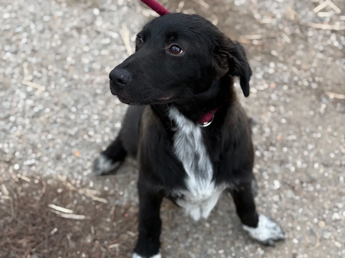 Vuoi adottare un cane a Milano?