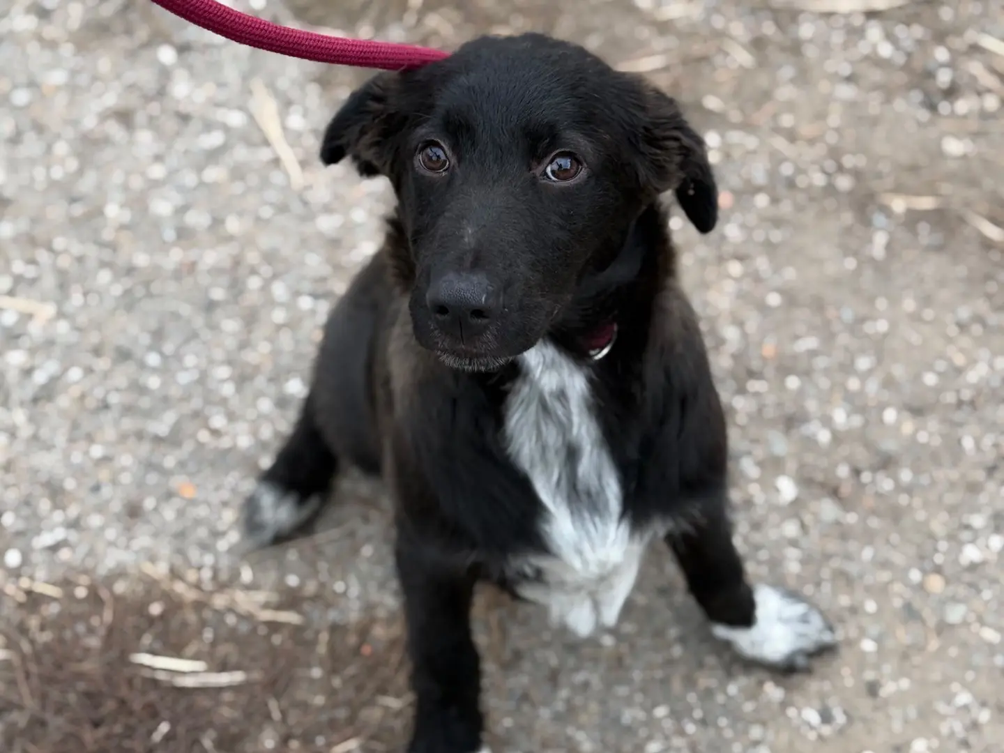 Adotta il cane Purè a Milano