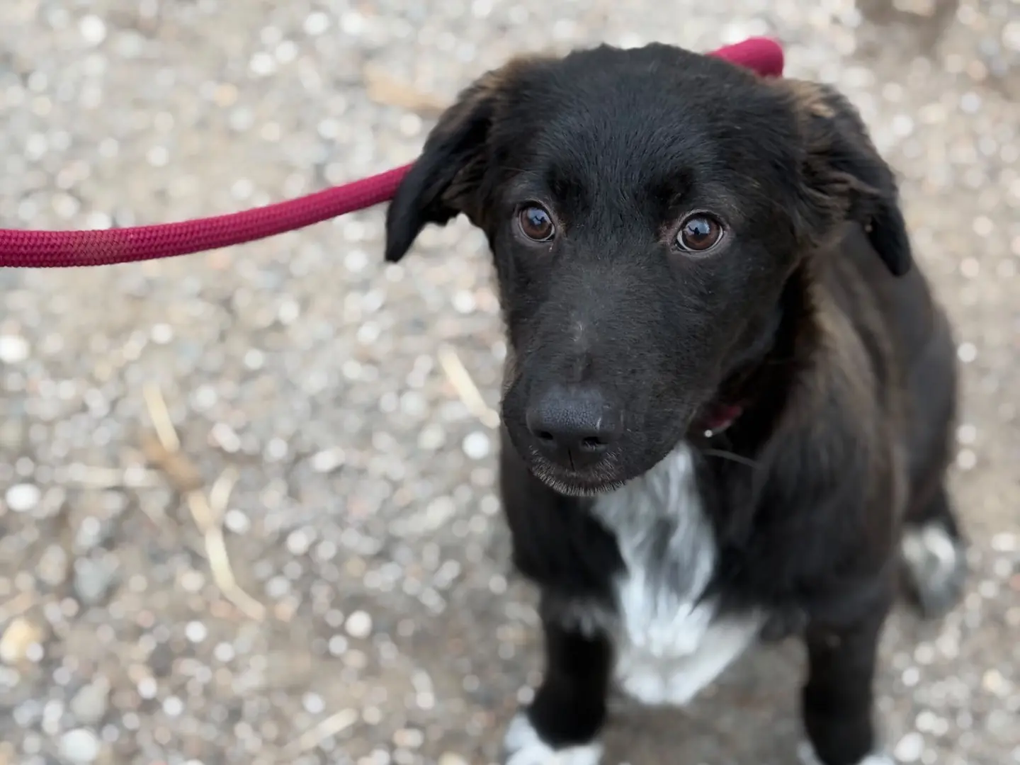 Adotta un cane, taglia grande, maschio, Milano