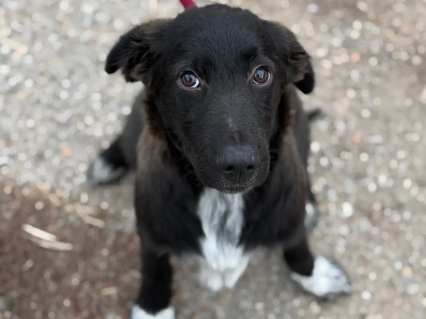 Adozione cane, maschio, Razza sconosciuta Razza sconosciuta, 5 mesi, taglia grande, Milano