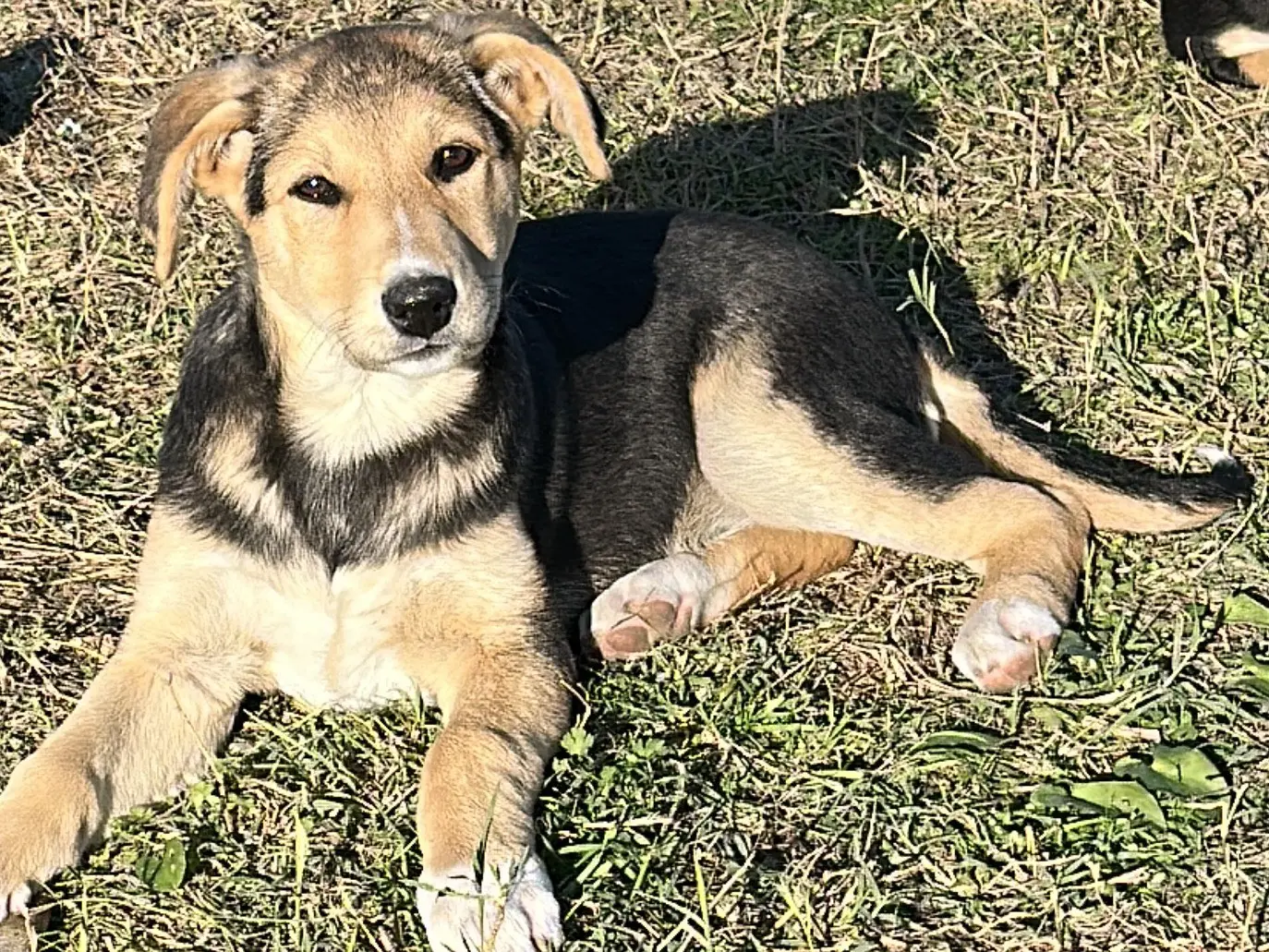 Adotta un cane, taglia media, femmina, Siracusa