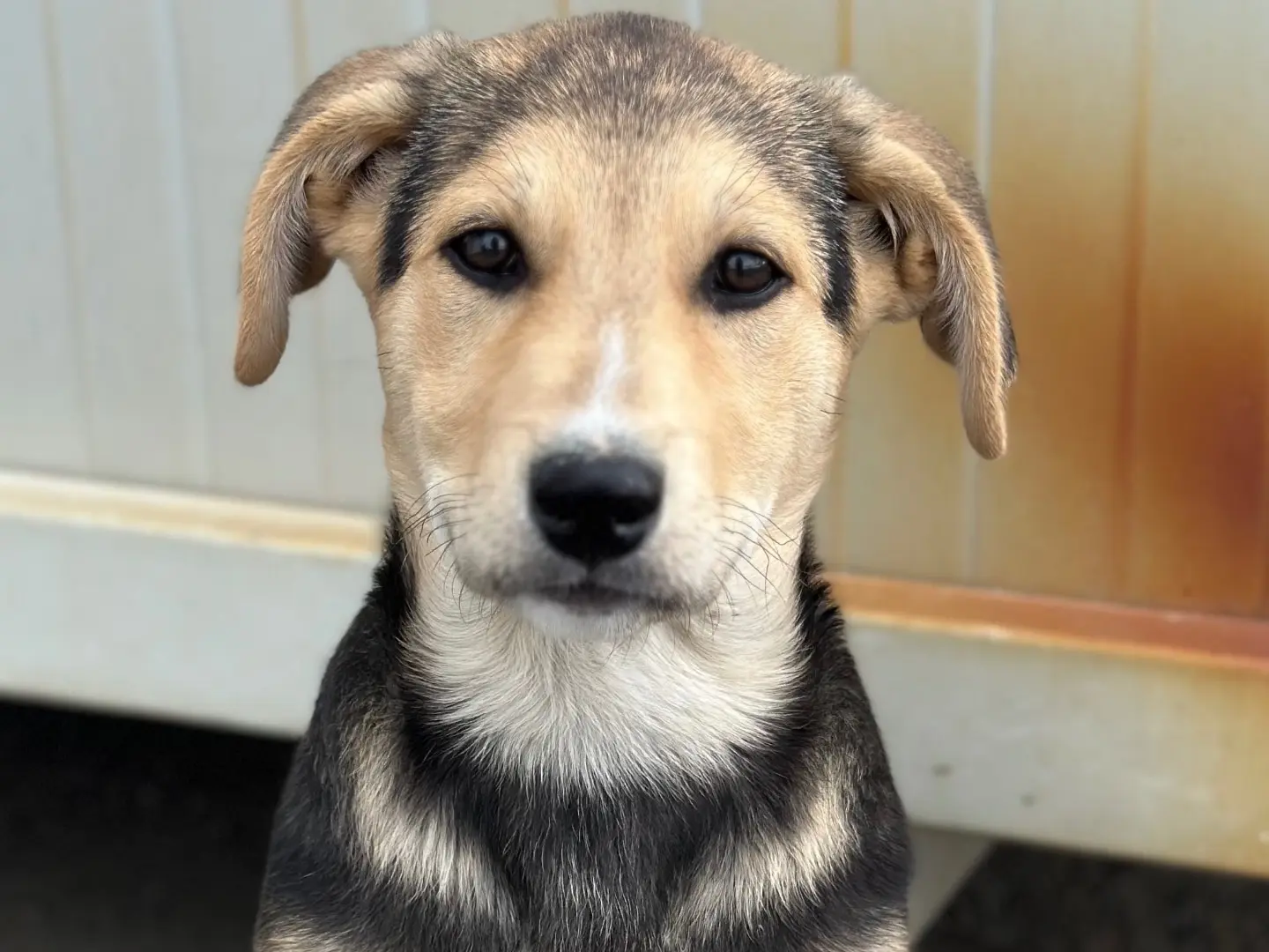 Adotta un cane, femmina, 11 mesi, Siracusa