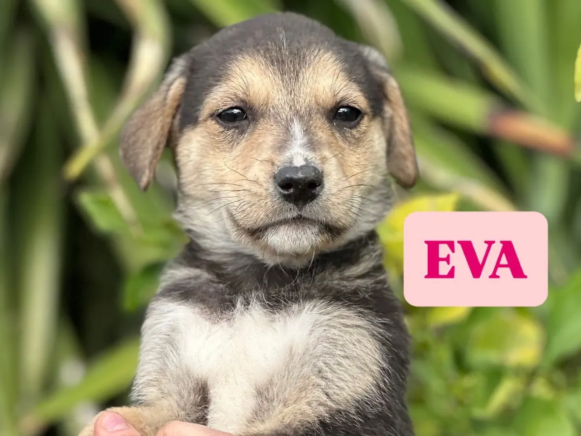 Adotta il cane Eva a Siracusa