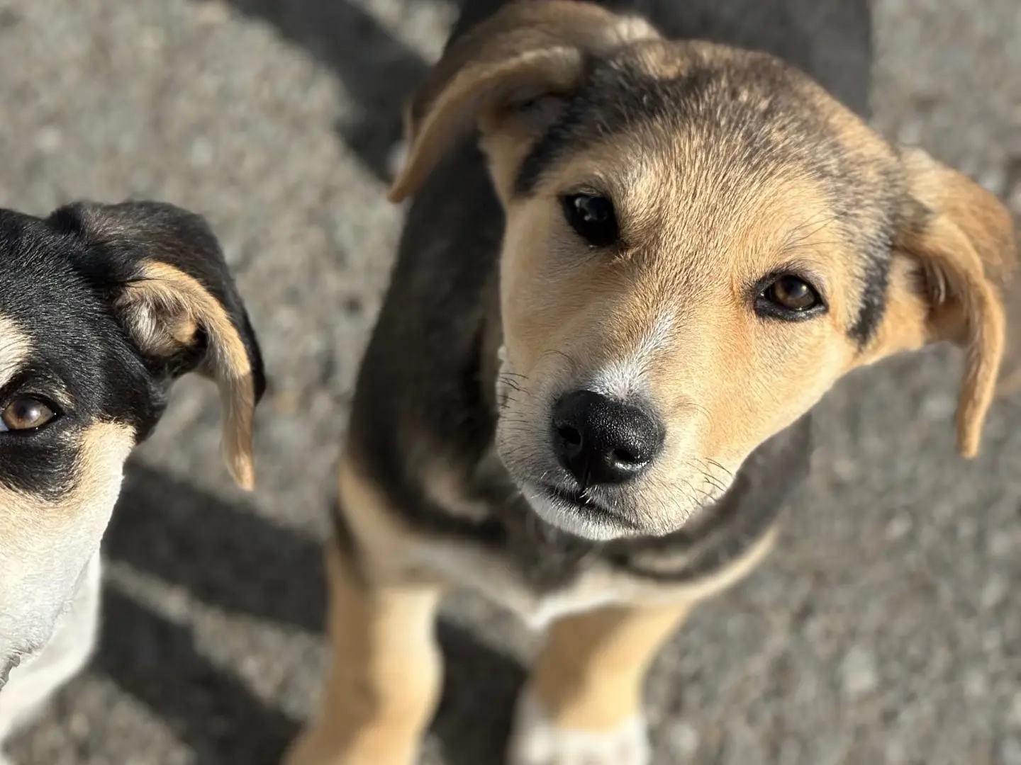 Vuoi adottare un cane a Siracusa?