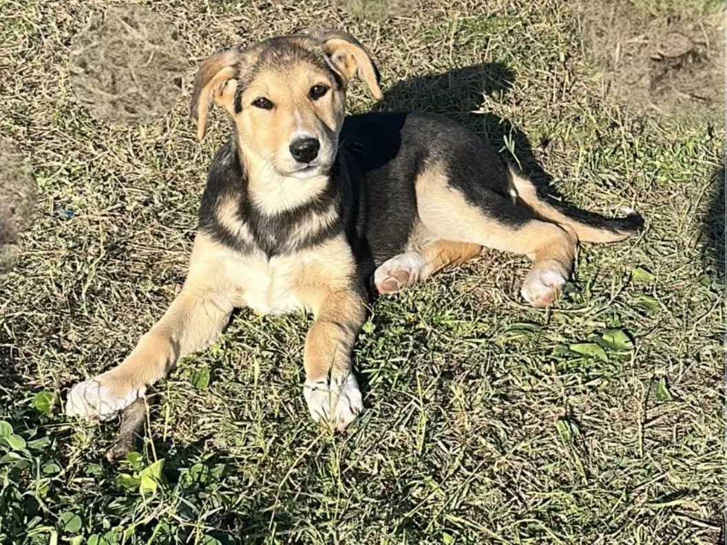 Adozione cane, femmina, Razza sconosciuta Razza sconosciuta, 11 mesi, taglia media, Siracusa