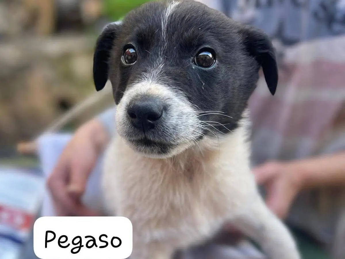 Adozione cane, maschio, Razza sconosciuta Razza sconosciuta, 9 mesi, taglia media, Frosinone